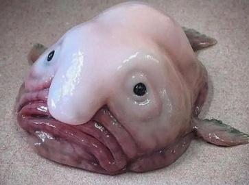 British media: 'Ugliest animal' waterdrop fish nam